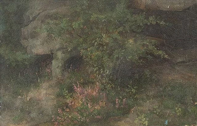 Studio sulla natura, sulla vegetazione e sui fiori 1